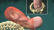 aginal_childbirth__birth__3d_video_animation