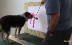 Le chien et Trump