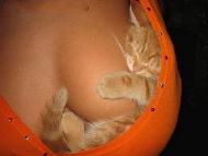 Le nouveau logo de Firefox ! Le nouveau logo de Firefox !