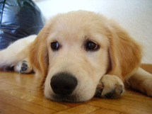 Pourquoi le chien est vraiment le meilleur ami de l'homme Pourquoi le chien est vraiment le meilleur ami de l'homme