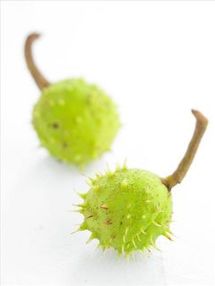 A l'ombre des marronniers A l'ombre des marronniers