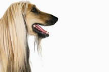 Le chien de Nicolas Sarkozy nommé à la tête de la S.P.A
