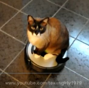 Desperate House Cat !