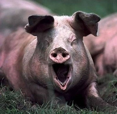 Les cochons grognent. Les manifestants manifestent leur mécontentement.