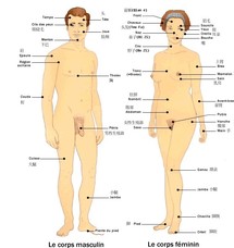 Statistiques sur le corps humain