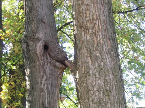 Qui a dit que les arbres étaient de bois ?