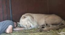 Une lionne superbe et ...affectueuse.