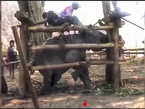 Le martyre des éléphants en Thaïlande Le martyre des éléphants en Thaïlande