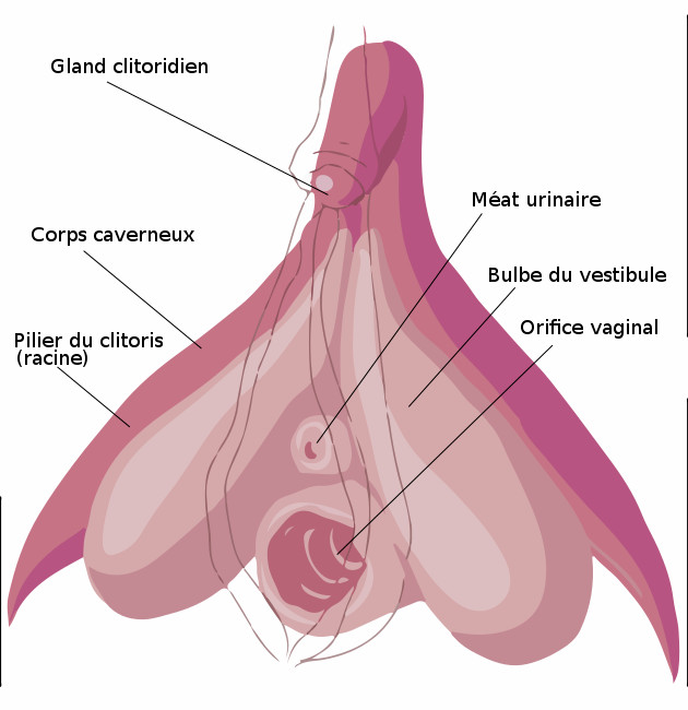 5 trucs à savoir sur le clitoris
