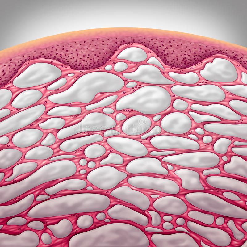 Interstitium : le 80 ème organe de notre corps découvert en ...2018 !