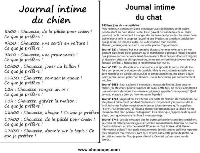 Et pourtant le chat est, après le sexe, ce qu'on trouve le plus souvent sur Internet.