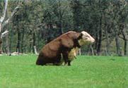 Taureau du Vieuxconistan, génétiquement modifié: avec deux pattes seulement, les bêtes ont un rendement inférieur en termes de viande mais "on peut se passer de production, mais pas de subventions", puis le rassemblement du troupeau est tellement plus aisé! Taureau du Vieuxconistan, génétiquement modifié: avec deux pattes seulement, les bêtes ont un rendement inférieur en termes de viande mais "on peut se passer de production, mais pas de subventions", puis le rassemblement du troupeau est tellement plus aisé!