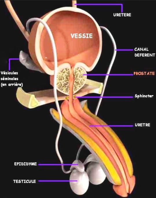 La prostate, un organe sexuel masculin qui gagne à être connu