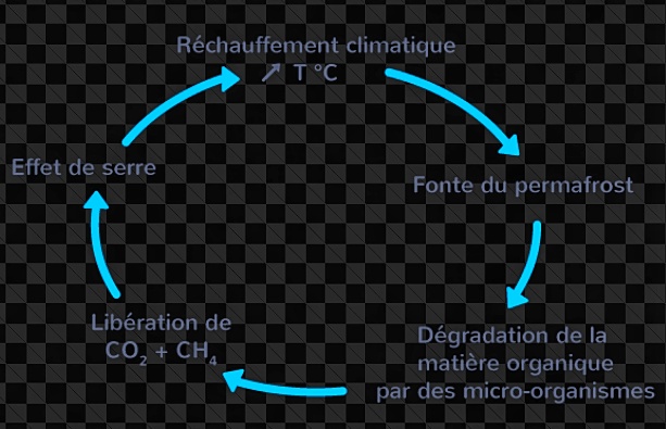 Boucle de rétroaction  Permafrost