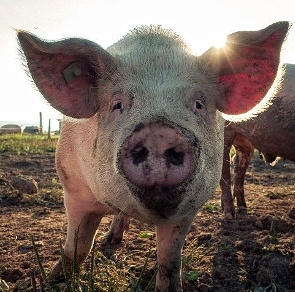 Des chercheurs font respirer des porcs par le rectum pour faire avancer la science