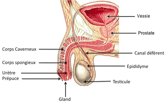 Hypertrophie bénigne de la prostate : l'opération