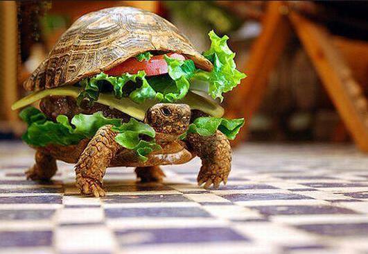 10 gros mensonges sur la nutrition ! 10 gros mensonges sur la nutrition !
