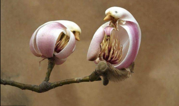 Les incroyables capacités de mimétisme des orchidées