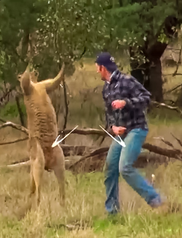 Où il est démontré que les kangourous n'aiment pas  la boxe