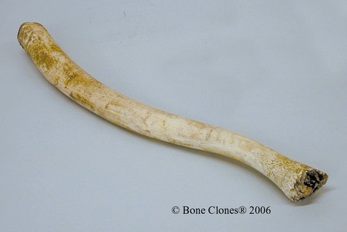 Un os penien. Je vous laisse rêver la-dessus ! Un os penien. Je vous laisse rêver la-dessus !