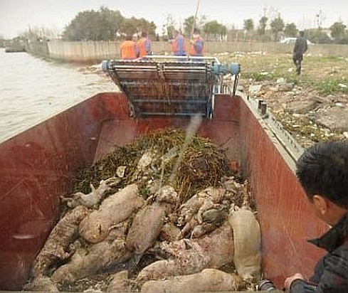 L'agro-alimentaire en Bretagne : un Etat dans l'Etat L'agro-alimentaire en Bretagne : un Etat dans l'Etat