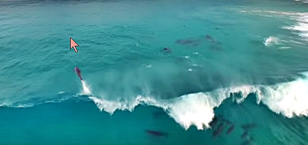 Les dauphins surfent aussi !