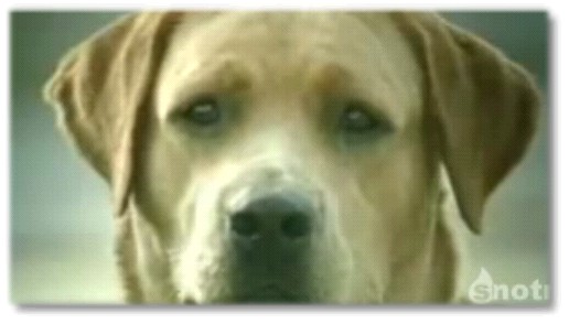 Une vie de chien !