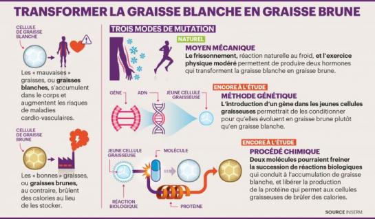 Avez-vous assez de graisse brune ?