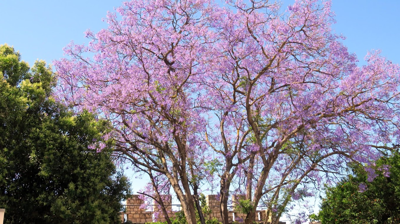 Un jacaranda : arbre magnifique, très répandu au Portugal