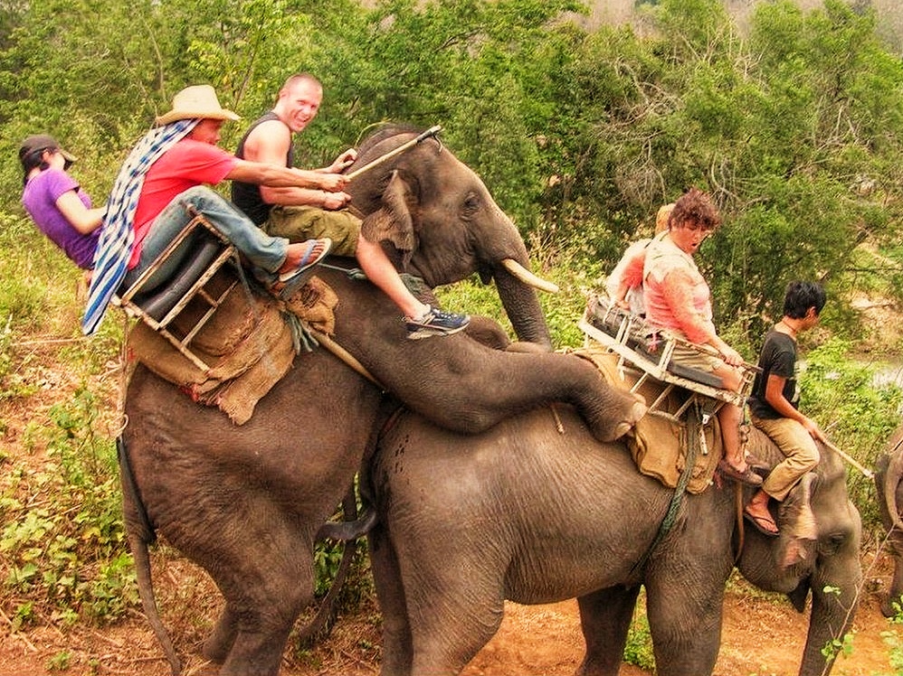 Sa balader à dos d'éléphant n'est pas commun...
