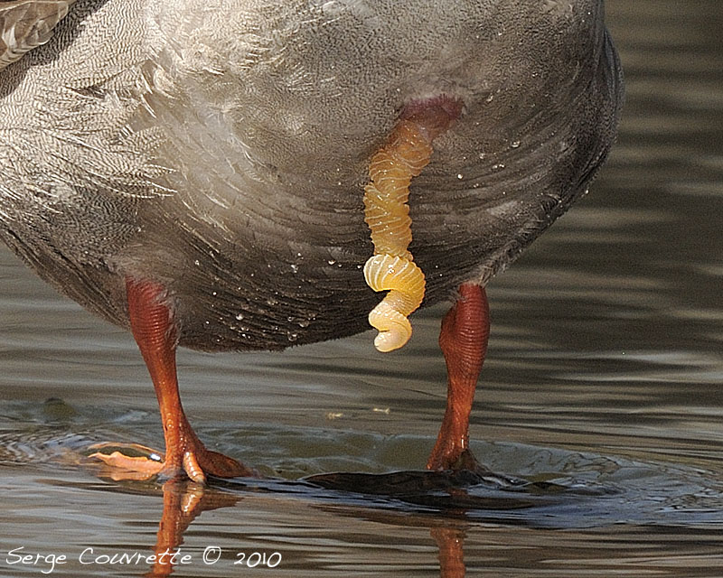 Le canard, ce serial lover Le canard, ce serial lover