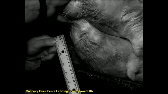 Le canard, ce serial lover Le canard, ce serial lover