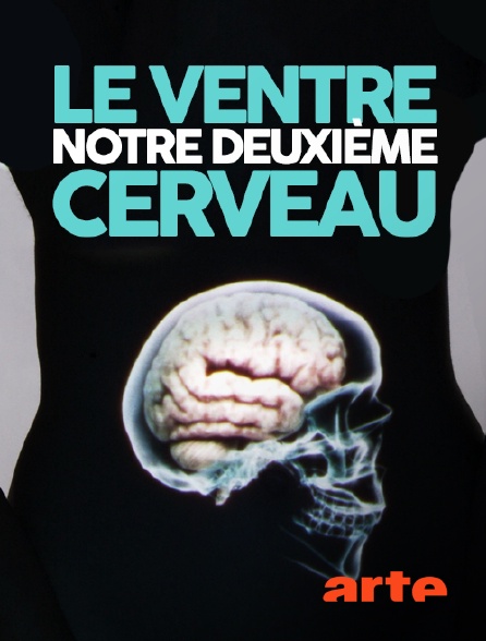 Le ventre : notre deuxième cerveau