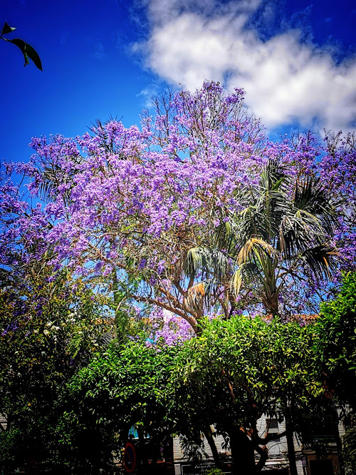 Mon arbre préféré, le jacaranda