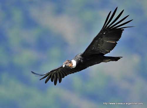 Le vol du condor... Le vol du condor...