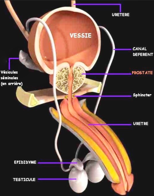 La prostate, un organe sexuel masculin qui gagne à être connu La prostate, un organe sexuel masculin qui gagne à être connu
