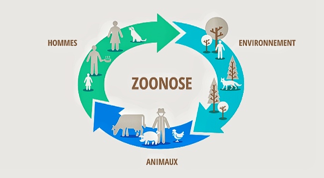 Contre les pandémies, l’écologie Contre les pandémies, l’écologie