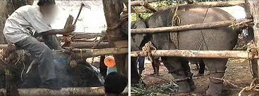 Faire de l'éléphant en Thaïlande... ce qu'on cache aux touristes