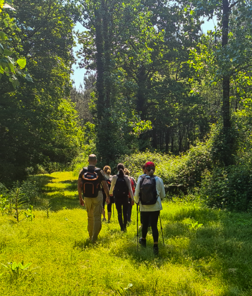 Une de nos balades en forêt