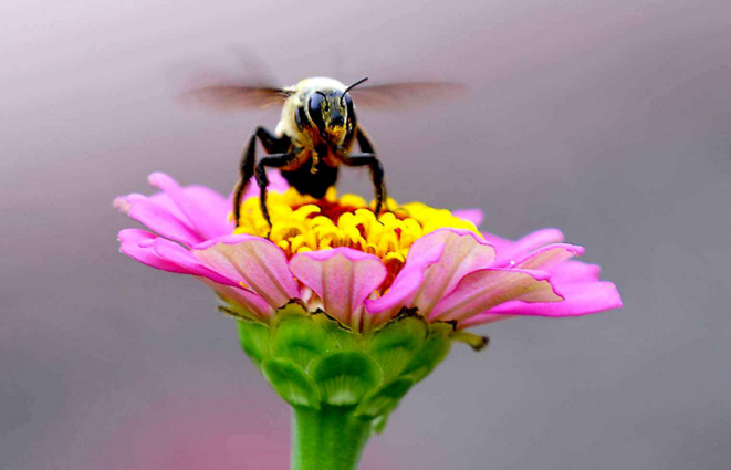 Disparition des insectes : une catastrophe silencieuse