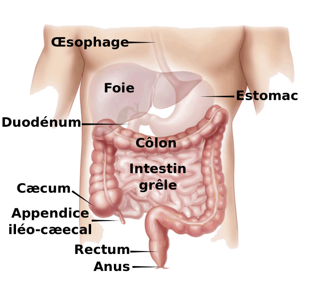 Stop à la constipation