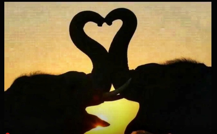 Image Youtube : C'est beau, mais on sait que les éléphants, ça trompe énormément
