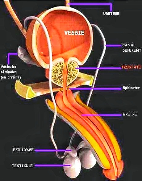 Sur cet excellent schéma, on voit bien comment la prostate est littéralement coincée entre la vessie au-dessus et le périnée en dessous.