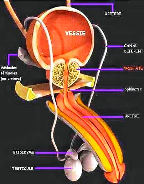 Sur cet excellent schéma, on voit bien comment la prostate est littéralement coincée entre la vessie au-dessus et le périnée en dessous. Sur cet excellent schéma, on voit bien comment la prostate est littéralement coincée entre la vessie au-dessus et le périnée en dessous.