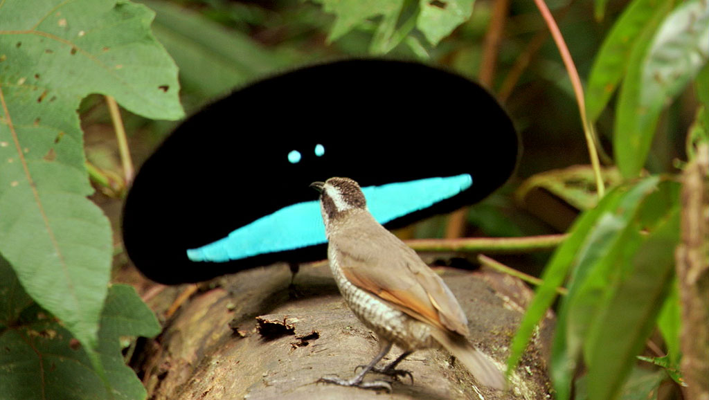 Les oiseaux du paradis