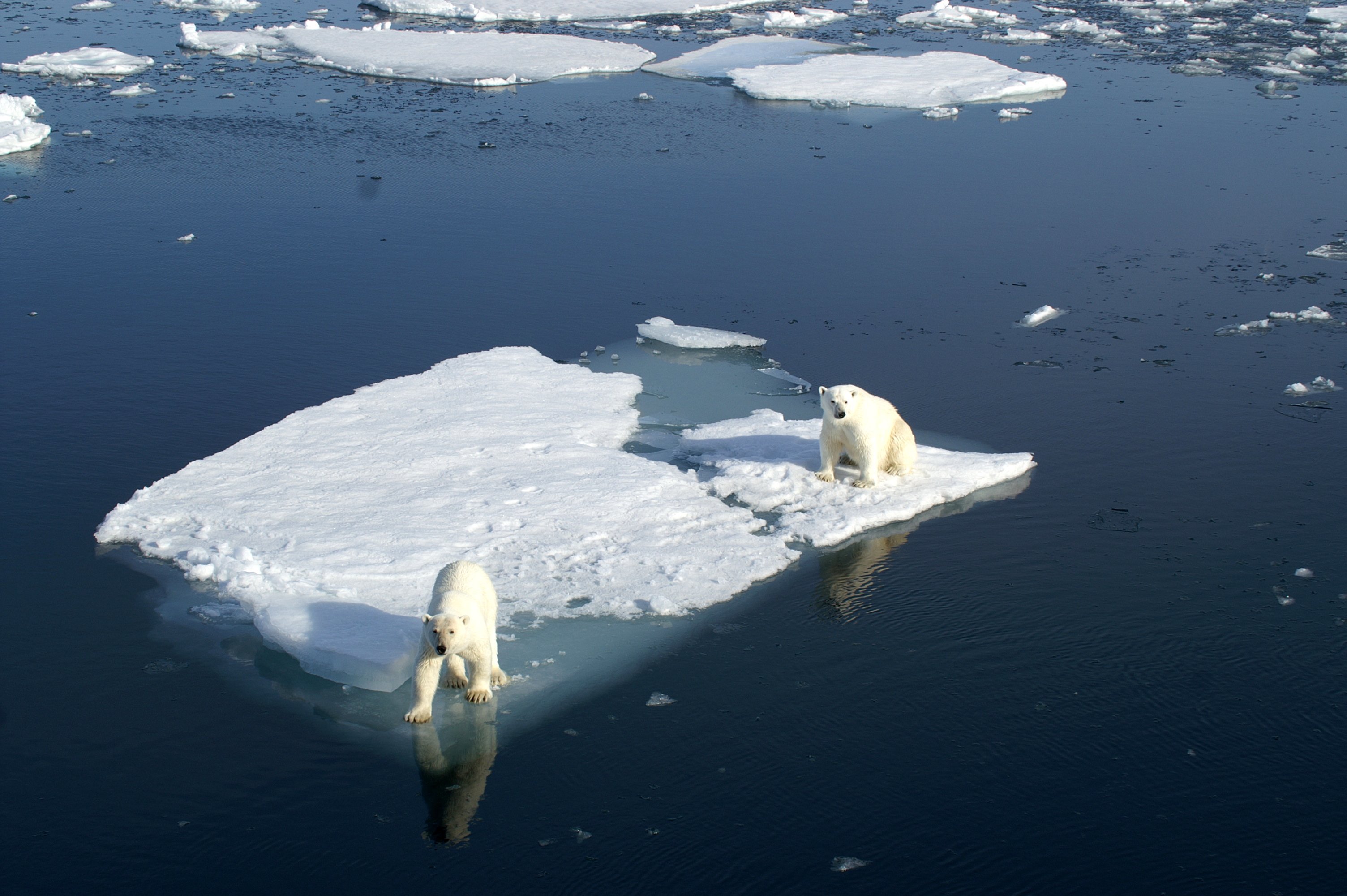 Des températures positives au Pôle Nord au lieu des -20 degrés habituels