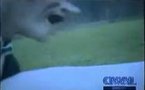 Une des plus célèbres vidéos des Guignols ; cule un mouton !