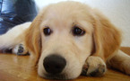 Pourquoi le chien est vraiment le meilleur ami de l'homme