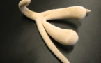 Quand un prof de SVT découvre ce qu'est vraiment le clitoris