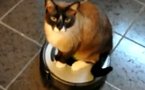 Desperate House Cat !